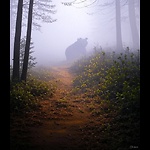 Sequoia SouthPaw
