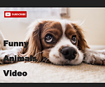 #Funny Animals Video