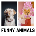 Funny Animals