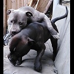 Parkour athletic Staffy mix Dogs with a sense of humour