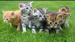 information about cats