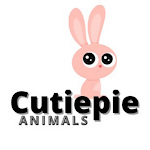 Cutiepie Animals