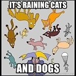 itsrainingcatsndogs