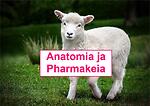 Pikkulammas - anatomia ja pharmakeia