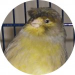 world of canary birds