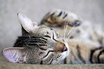 Funny Animals meme