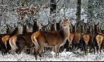 Animal Funny World