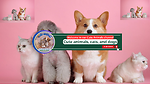 CuteAnimalschanneldogsandcats