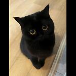 Cute Cat Funny Videos