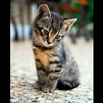 cute cat