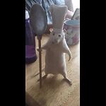 Funny videos 🤣