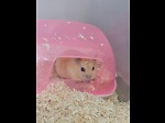 hamster world