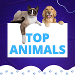 TOP ANIMALS