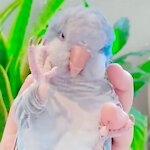 3 YEARS OLD Parrot