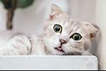 petsDiaries