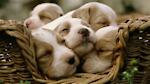 Wonderful World Of Animals