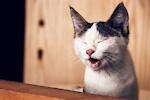 comic and funny videos