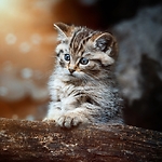 lvitsa jungley animals
