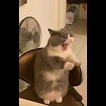 Funny Cats