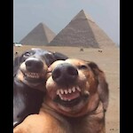 AnimalsSpreadLove