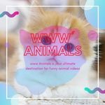 www Animals is your ultimate destination for funny animal videos