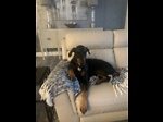 CathyDobieMom