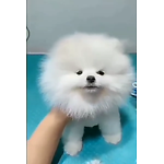 Welcome to pet Shows funny &  entertainment  channel ♥   You can enjoy best funny cats and dogs & Action  videos (≧▽≦)  Thanks for watching our videos 😍😍😍