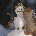 Funny and cute animals
