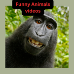 Funny animal videos