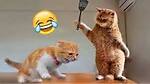 New Funny Animals 😂 Funniest Cats and Dogs Videos 😺🐶