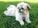 Rosie The Shihtzu