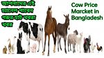 Cow,Cow Hat,Hat Cow Cattle,Cow Marcket,Goru Hat,