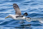 Albatross