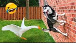 🤣 Animal Antics & Comedy Gold | Try Not to Laugh!