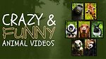 Here we will upload different funny animals content  and so on