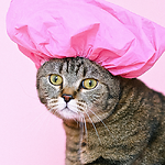 Funny animals and pets videos
