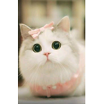 Mycatandfriends