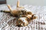 Funny Animals