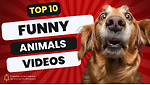 Funny Animals video