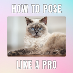 FunnyAnimalWorld