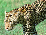 Animal world