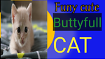 Funy cuty cat dog