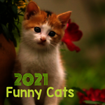 Funny Cats