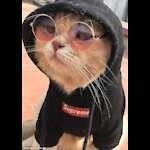 my pets