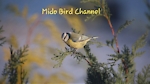 Mido Bird Channel