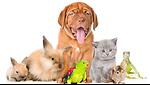 Pet Passion Chronicles
