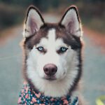 How to love your husky and train your husky dog