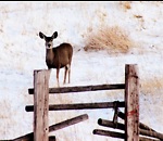 Deer Ridge Ranch in Montana