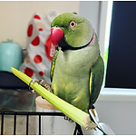 Rex the talking parrot