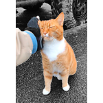 The Catnip Project